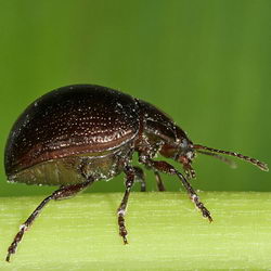 Chrysolina vernalis Chrysolina vernalis